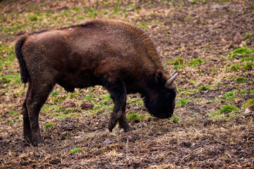 Bison from a reservation in Romania (Endangered animals) Carpathian bison.