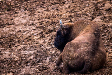 Bison from a reservation in Romania (Endangered animals) Carpathian bison.