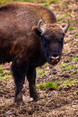Bison from a reservation in Romania (Endangered animals) Carpathian bison.