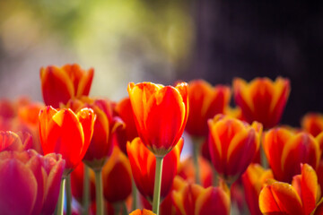 A mesmerizingly beautiful winter tulip flower.