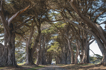 Cypress Treel Tunnel