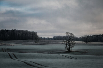 trees with no leaves in autumn on a farming field on a cloudy grey day