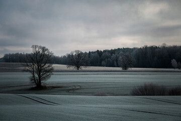 trees with no leaves in autumn on a farming field on a cloudy grey day