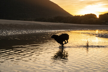 dog running really fast over the water under sunset light