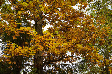 Autumn tree with bright yellow leaves