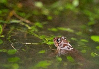 small red frog in a pond with the head out of the water
