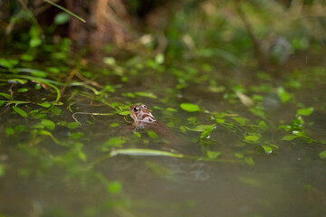 Obraz premium small red frog in a pond with the head out of the water