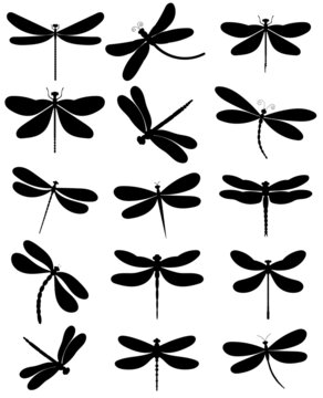 dragonfly black silhouette, set, isolated, vector
