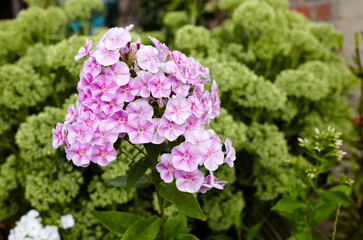 Purple flowers phlox paniculata. Flowering bush of beautiful phlox in the garden in summer light. Family name Polemoniaceae, Scientific name Phlox. Blurred image, selective focus