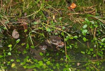 two frogs mating in the water in a pond