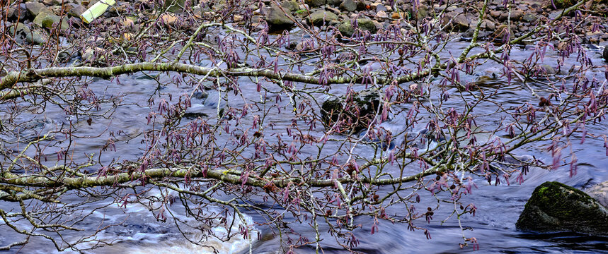 Waiting for spring, catkins above the river Cover in Coverdale
