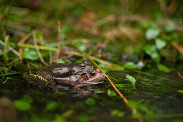 two frogs mating in the water in a pond