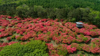 《宮城県・気仙沼》徳仙丈山　つつじが原