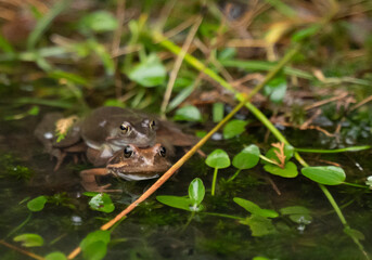 two frogs mating in the water in a pond