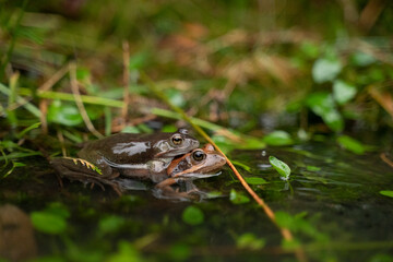 two frogs mating in the water in a pond