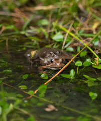 two frogs mating in the water in a pond
