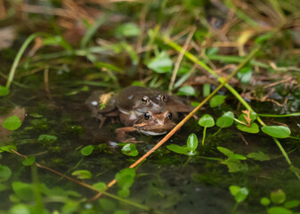 two frogs mating in the water in a pond