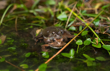two frogs mating in the water in a pond