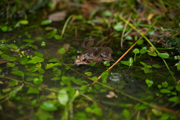 two frogs mating in the water in a pond