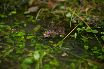 two frogs mating in the water in a pond