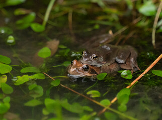 two frogs mating in the water in a pond