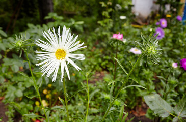 Aster flowers in the garden. A bush of beautiful plant in summer light. Beautiful summer or autumn blooming aster. Family name Asteraceae, Scientific name Aster. Selective focus, blurred background