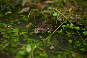 two frogs mating in the water in a pond