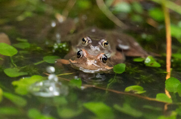 two frogs mating in the water in a pond