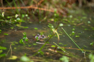 two frogs mating in the water in a pond