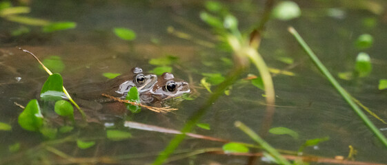 two frogs mating in the water in a pond