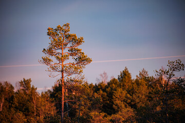 sunset in boggy forest with pine trees on cold autumn