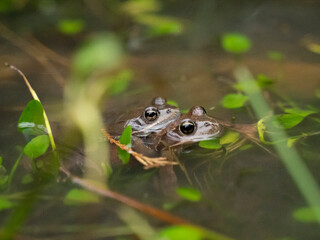 two frogs mating in the water in a pond