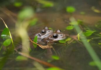two frogs mating in the water in a pond