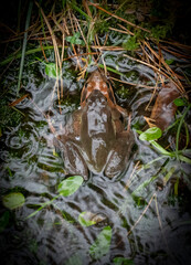 two frogs mating in the water in a pond