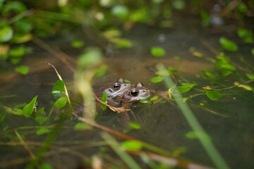 two frogs mating in the water in a pond