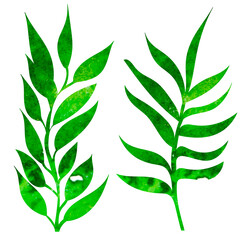 Fototapeta premium plant green watercolor silhouette set, isolated, vector