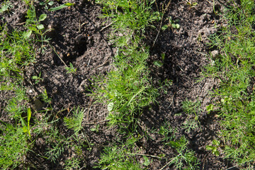 dill (Anethum graveolens) herb crops with green leaves in vegetable patch seedbed plantation soil
