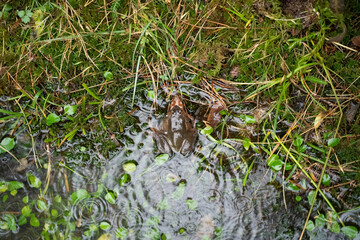two frogs mating in the water in a pond