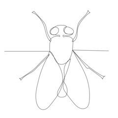 fly drawing by one continuous line, isolated, vector