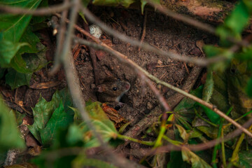 wild mouse fuzzy motion unfocused photography in hole surrounded be felling branches tree