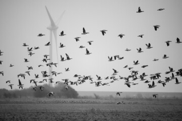 Ein Vogelschwarm vor einem Windkraftrad - Die Energiewende benötigt zunehmend mehr...