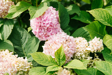 Pink paniculate hydrangea in the garden