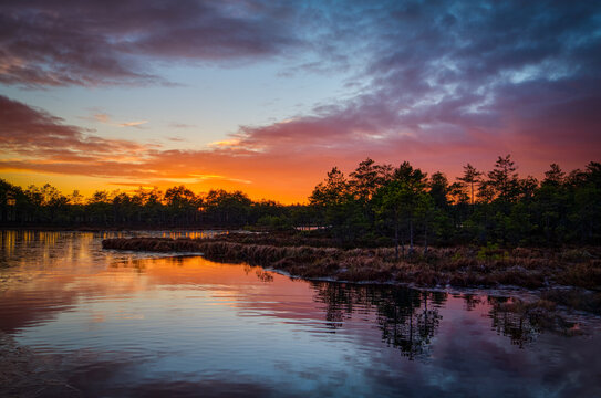 frozen swamp lake in autumn sunset  colorful sky covered with ice and grass in foreground and pine trees