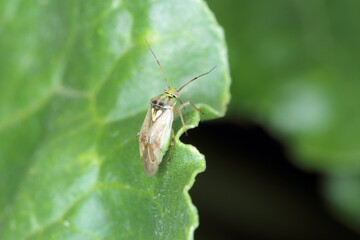 Lygus Bug form the family Miridae on a beet leaf.