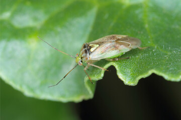 Lygus Bug form the family Miridae on a beet leaf.