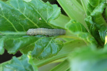 Owlet moths - Noctuidae. Caterpillar on sugar beet leaves. Are known pests of many crops