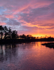 Fototapeta na wymiar frozen swamp lake in autumn sunset colorful sky covered with ice and grass in foreground and pine trees