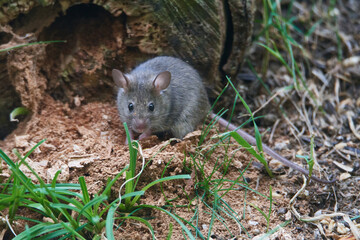 Hausmaus bei der Nahrungssuche	