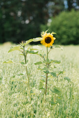 A lone ornamental sunflower in a field grows in summer