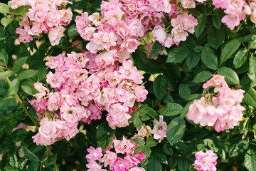 A lot of small pink roses on bush closeup garden. Care of garden roses bushes in summer